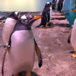 Exploring Nature's Wonders: A Journey Through the Albuquerque BioPark - Photo Source