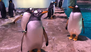 Exploring Nature's Wonders: A Journey Through the Albuquerque BioPark - Photo Source